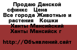  Продаю Данской сфинкс › Цена ­ 2 000 - Все города Животные и растения » Кошки   . Ханты-Мансийский,Ханты-Мансийск г.